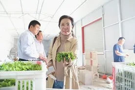 沾化冬枣芽茶成“茶中新贵”图片