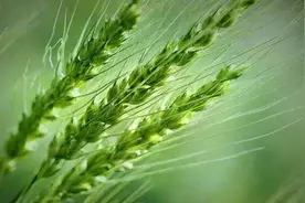 今年为什么要闰四月下一个闰年是闰五月吗？图片