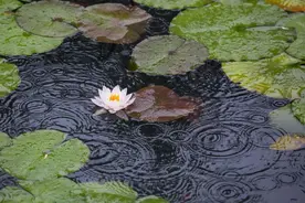 夏荷听雨图片