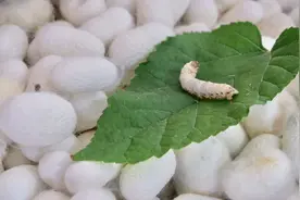 小满节气来了 "桑叶正肥蚕食饱" 从蚕到蚕丝被需37道工序图片