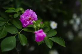 组图丨满架蔷薇一院香，一见倾心，再见倾城图片