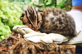 淳安村民发现豹猫幼崽图片