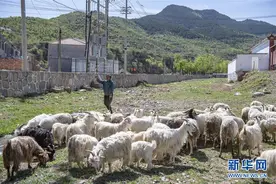 “羊倌”脱贫记图片