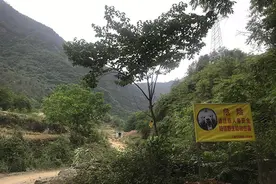 四川江油“熊患”：3村民接连遇袭身亡，家属想“移民下山”图片