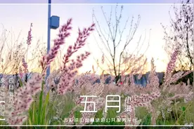 今日小满 | 春雨惊春清谷天 夏满芒夏暑相连图片