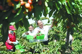 河北易县扶贫樱桃熟了，这千亩土地助当地397人脱贫图片