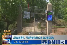 华州区瓜坡镇湾惠村：引进种植中草药白芨 助力群众脱贫图片