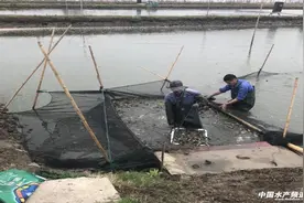 第一次养，2亩净赚8万，亩产11600斤图片