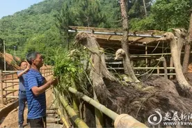 娄星区：特色鸵鸟养殖托起致富梦图片