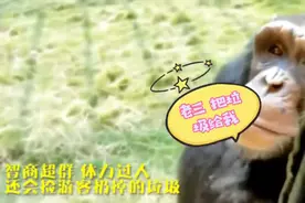 大猩猩“老三”火了！能听懂方言，还能捡游客扔的垃圾图片