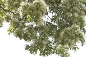 长城脚下古流苏树花开正盛视频封面