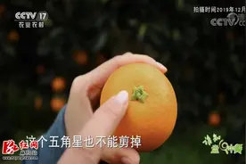 “央视三农”再关注再推介脱贫“致富果”——麻阳冰糖橙图片