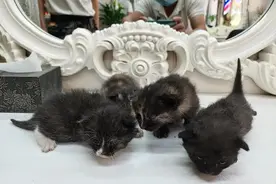 花猫躲进美发店屋顶生子，店老板喜称它们是“招财猫”图片