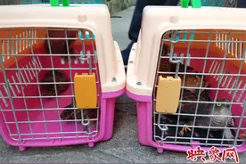 郑州野生动物救护站再次放归一批动物 62只（头）重返大自然图片