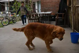 两代精神抚慰犬接力5年陪伴脑瘫儿图片