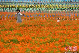 福州花海公园大片硫华菊盛开引游人图片