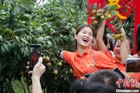 千年荔枝之乡广西灵山 5·20为荔枝求“爱”图片