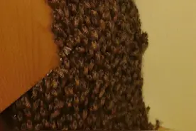 “密集恐惧”慎入！女子白天出门忘记关窗，晚上回家一看吓得报警图片