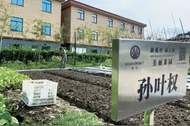 戴村再现“映山红”图片