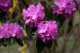 杜鹃花——杜鹃花发映山红，韶光觉正浓图片