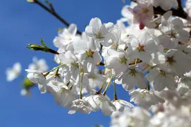 樱花·——樱花落尽春将困，秋千架下归时图片