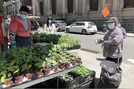 美媒：居家避疫兴起种菜热 纽约华人摆摊卖菜苗生意火图片