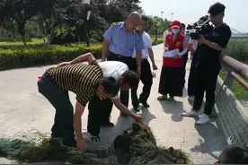 东阳江禁渔区清网 一天捞起35条地笼图片