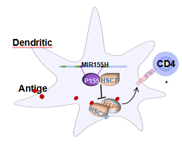 人基因组“暗物质”有了原创发现，有望开发成治疗银屑病等难治病的多肽类药物