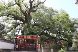 歙县：天下第一樟，绿叶发华滋图片