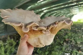 形似灵芝，大如脸盆 乌鲁木齐市米东区雪莲菇撑起村民“致富伞”图片