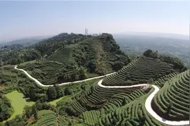 雅安藏茶亮相首个“国际茶日”宣传片，推广大使张国立邀您一起喝茶图片