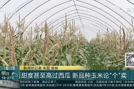 甜度甚至高过西瓜  新品种玉米论“个”卖视频封面