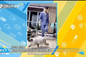 “成精”了？会模仿主人脚受伤单脚跳的猫咪，你见过吗？视频封面
