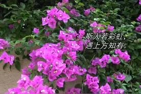 街拍成都·人生絮语【6】视频封面