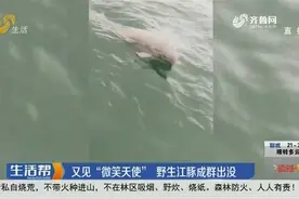 又见“微笑天使”！野生江豚在烟台长岛成群出没，渔民激动坏了视频封面