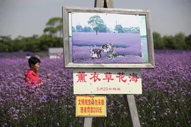 薰衣草花海盛开，上海青浦寻梦园景区“正是一年好风景”……图片