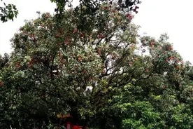 广东一荔枝树采摘权拍出138万元 将用于公益活动图片