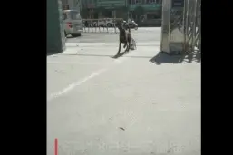 职业病？警犬出去玩，叼回一只柯基……图片
