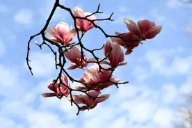 紫玉兰——学名：Magnolia denudata图片