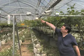 月初等到现在，就为那一口鲜洁蓝莓图片