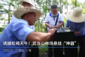 可以诱捕松褐天牛！武当山林场悬挂防虫害“神器”视频封面