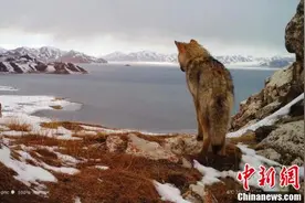 黄河源地区记录到多种野生动物图片