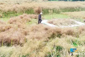 航拍：夏收正当时 重庆酉阳万亩油菜收割忙图片
