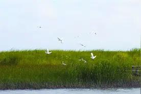 知沪｜九段沙与它的守护人：所谓伊人，在水一方图片