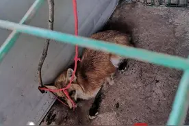 狐狸“吃鸡”被逮了个现行 民警将它擒送野保救护站图片