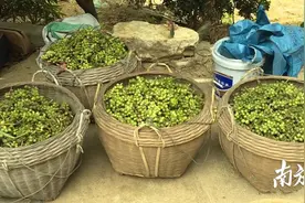 农户展笑颜！阳东区大八镇益智成熟上市图片