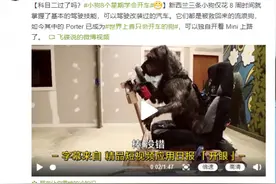 网友：成精了！感觉有被冒犯到！新西兰的三条小狗仅8个星期学会开车，是如何训练小狗开车的？图片