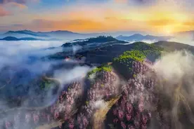 绝美！福建2000亩荒山变樱花山！由两岸两位七旬老人打造「三剑客看两会」图片