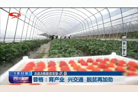四川新闻｜普格：育产业 兴交通 脱贫再加劲图片
