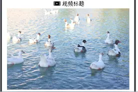 京东物流（下）：菜鸟玩轻资产加盟，京东搞重资产自营，你更看好哪一个？| IPO见闻图片